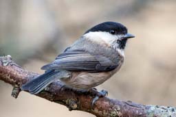 willow tit